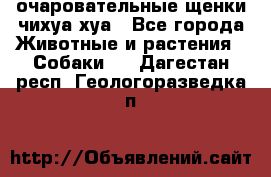 очаровательные щенки чихуа-хуа - Все города Животные и растения » Собаки   . Дагестан респ.,Геологоразведка п.